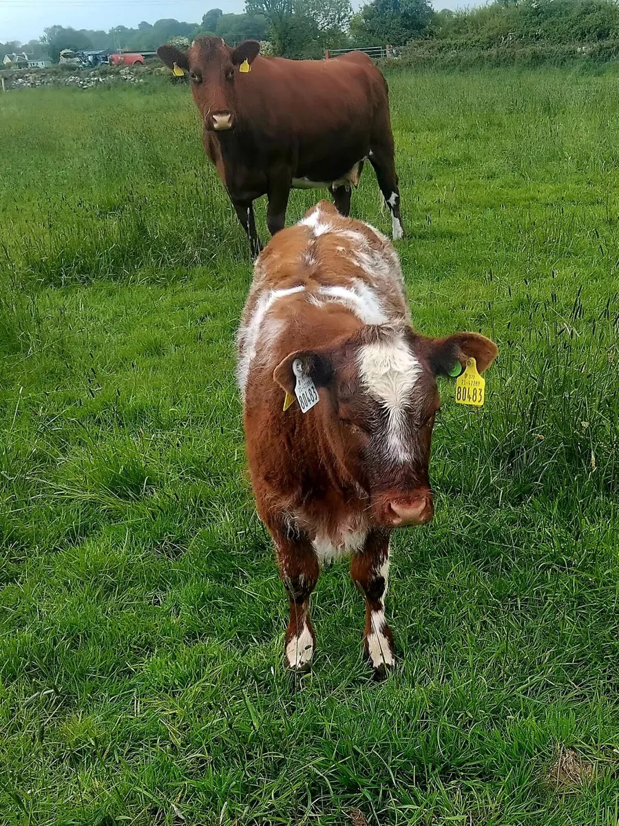 Cow & Calf - Image 4