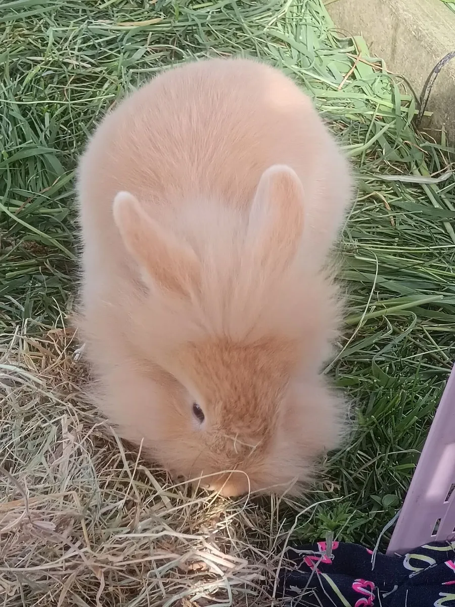 1 x male Rabbit  Double Lionhead x Mini Lop - Image 1