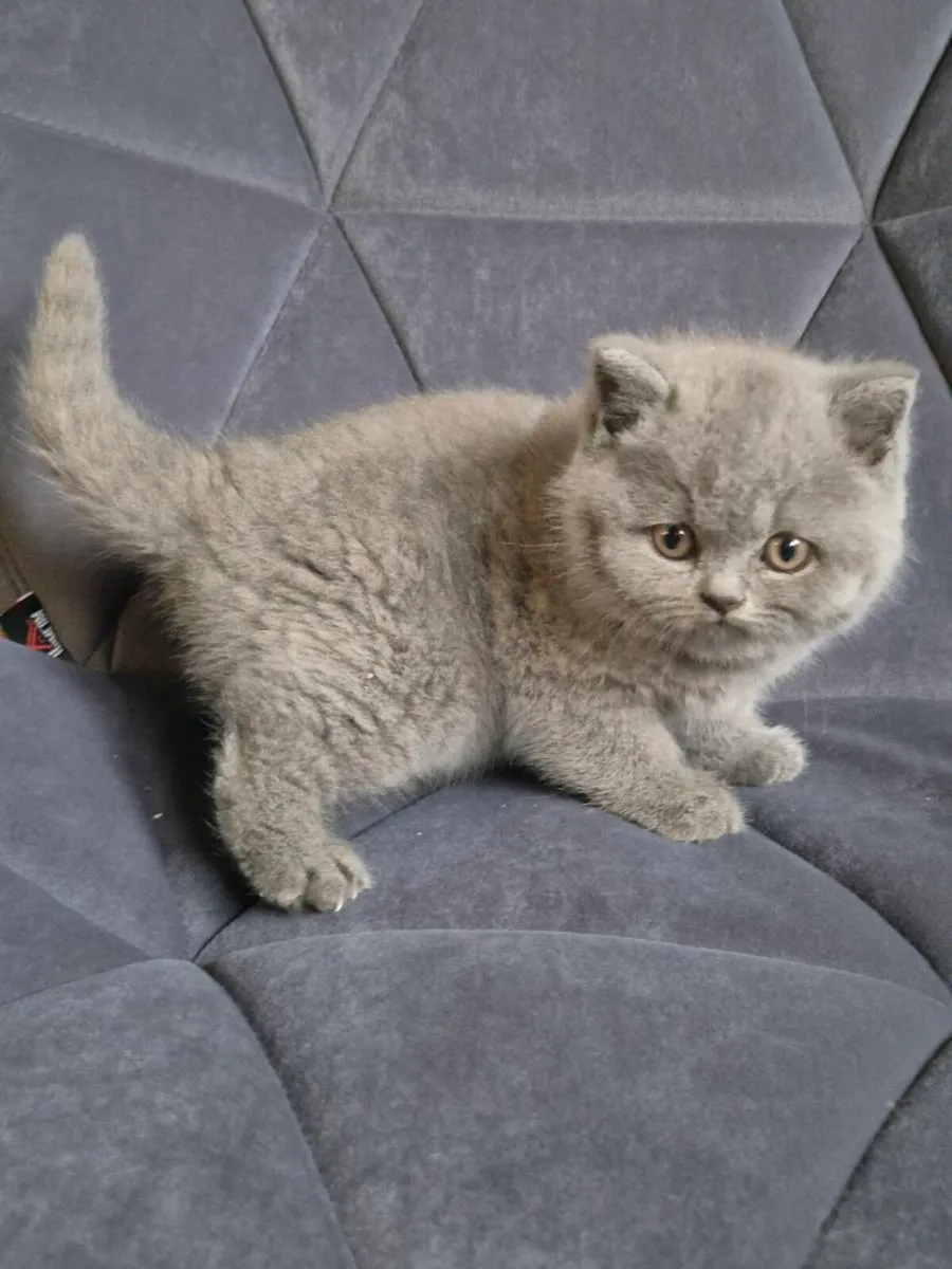 British Shorthair kittens - Image 4