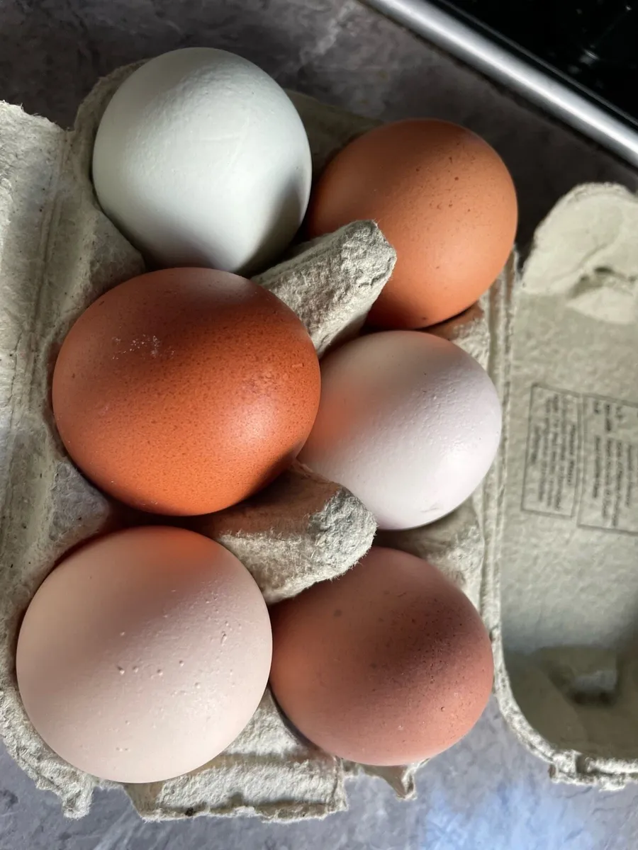 Hatching Eggs (Standard and Polish Hens) - Image 1