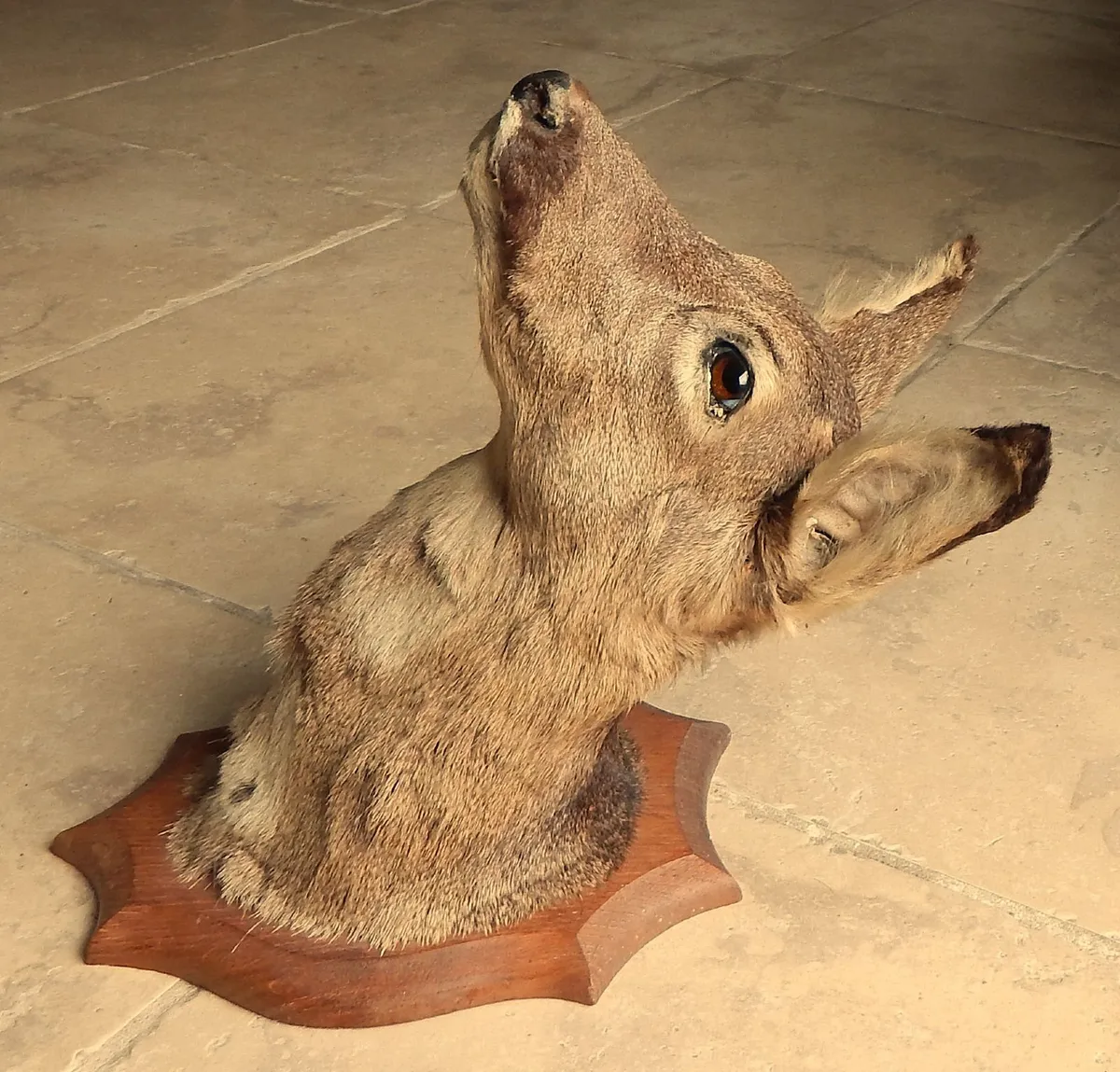 Vintage Taxidermy Mounted Roe Deer Head - Image 2
