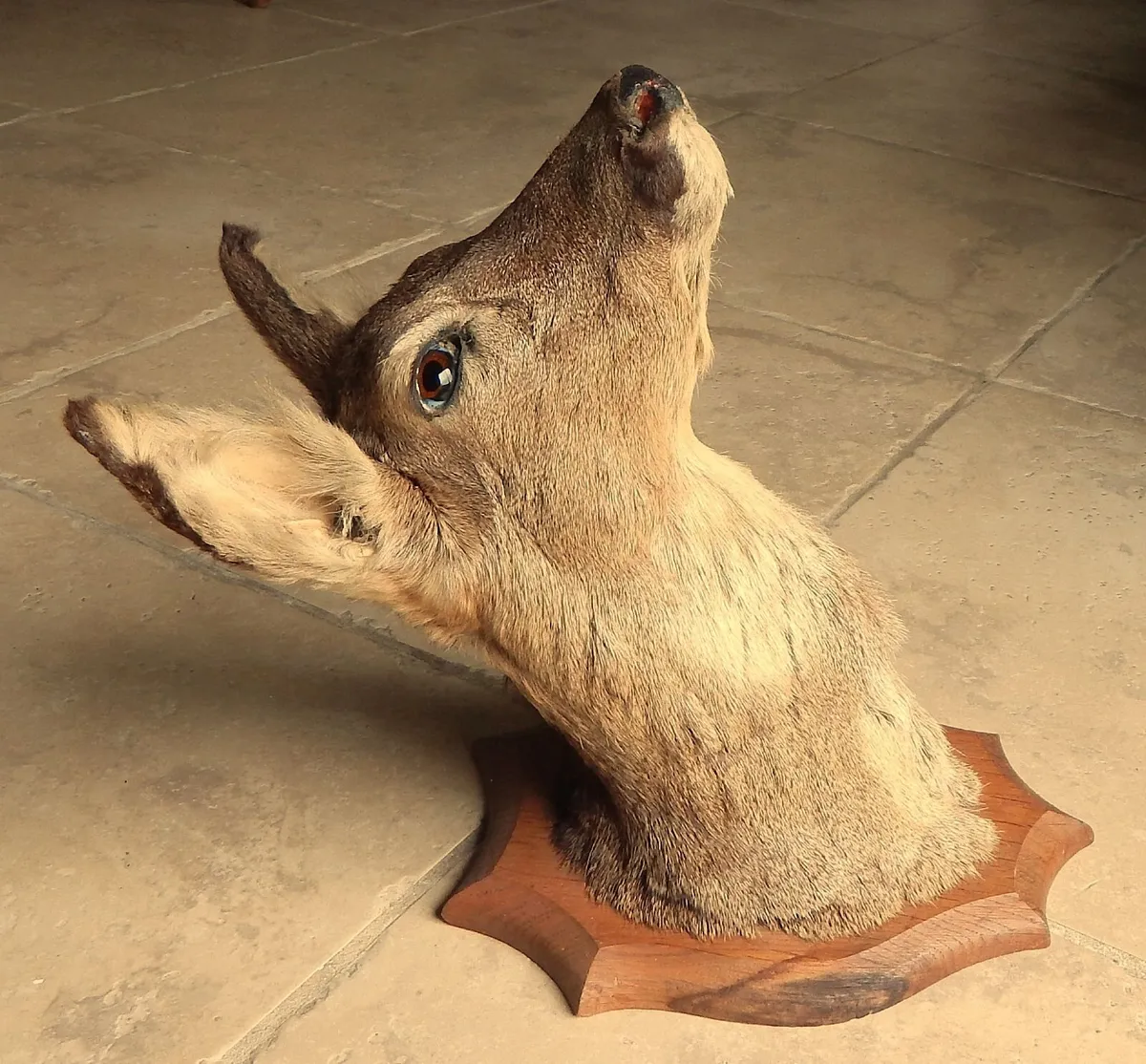 Vintage Taxidermy Mounted Roe Deer Head - Image 3