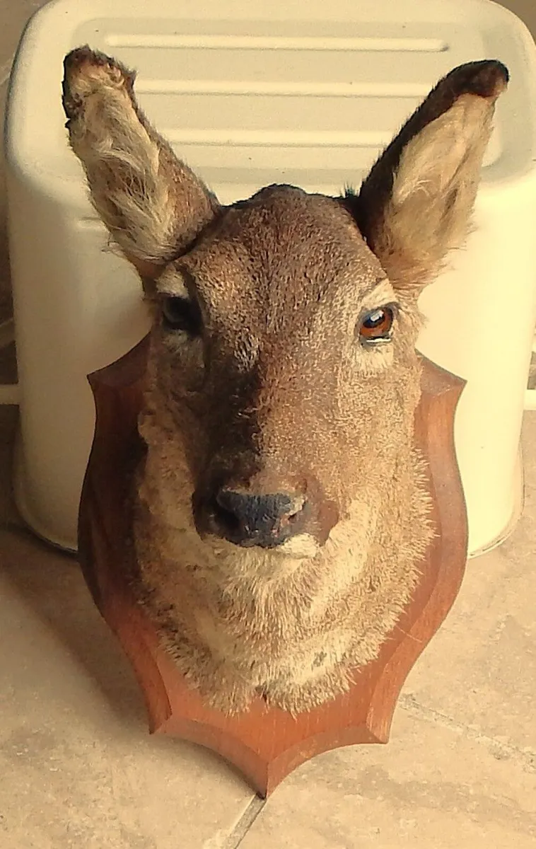 Vintage Taxidermy Mounted Roe Deer Head - Image 1