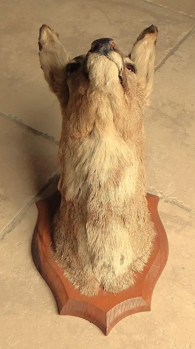 Vintage Taxidermy Mounted Roe Deer Head - Image 4