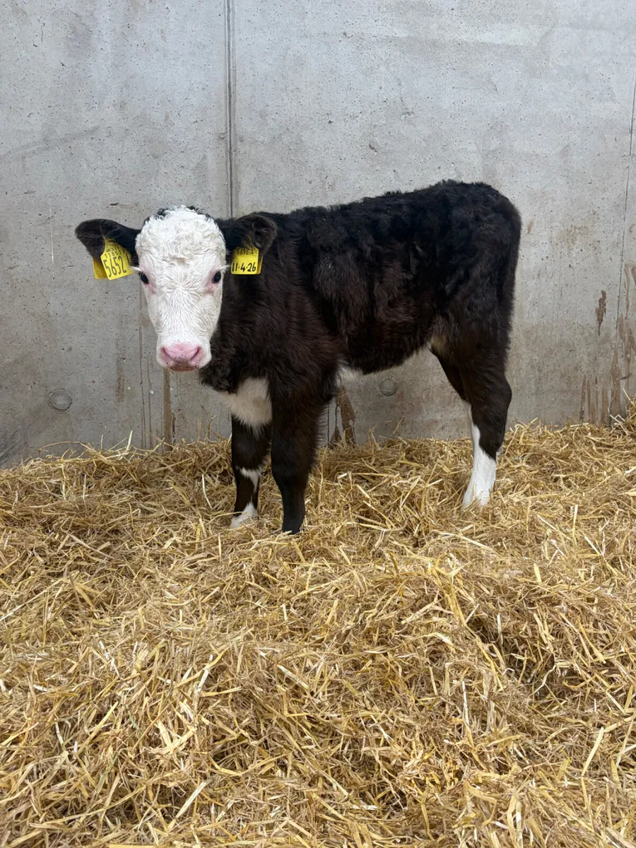 6 Hereford Heifer Calves - Image 1