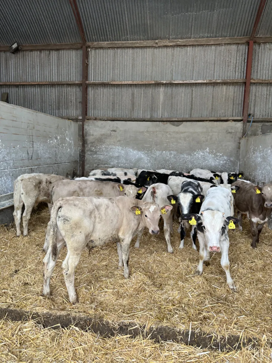Blue and Charolais bulls - Image 2