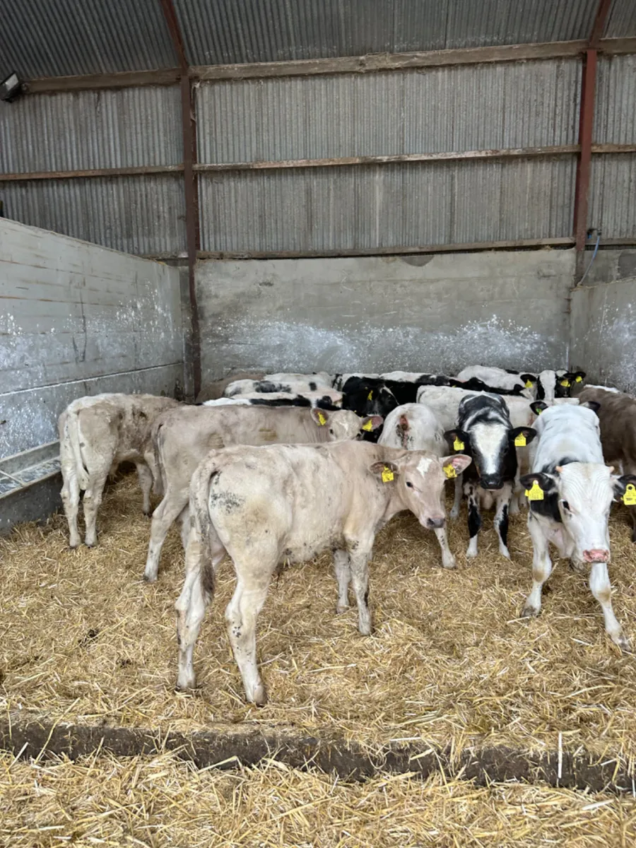 Blue and Charolais bulls - Image 4