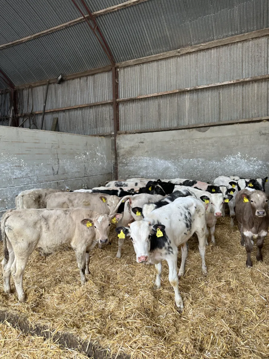 Blue and Charolais bulls - Image 1