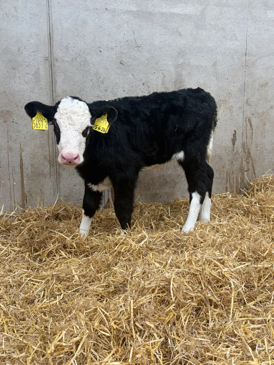 6 Hereford Heifer Calves - Image 3