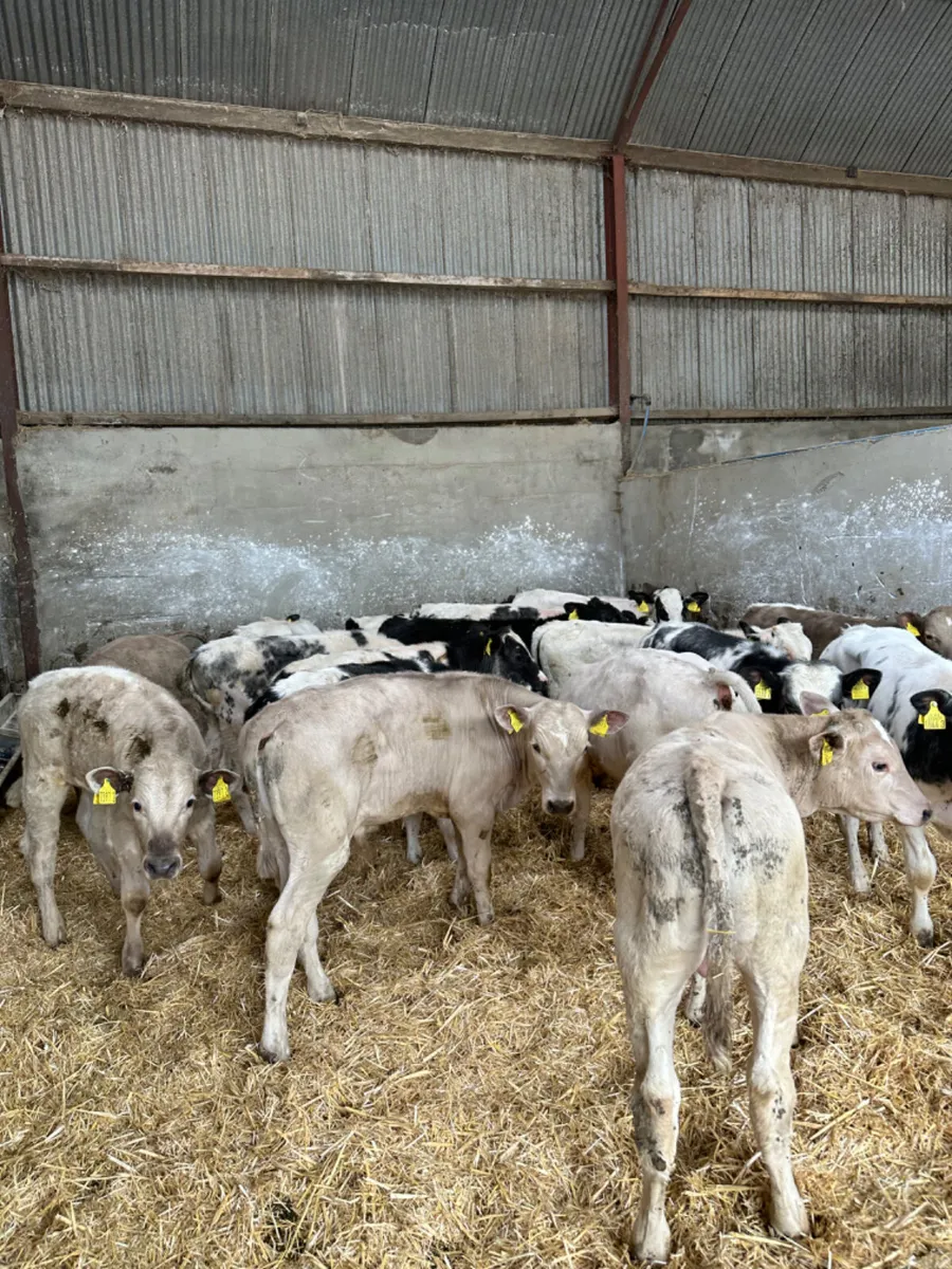 Blue and Charolais bulls - Image 3