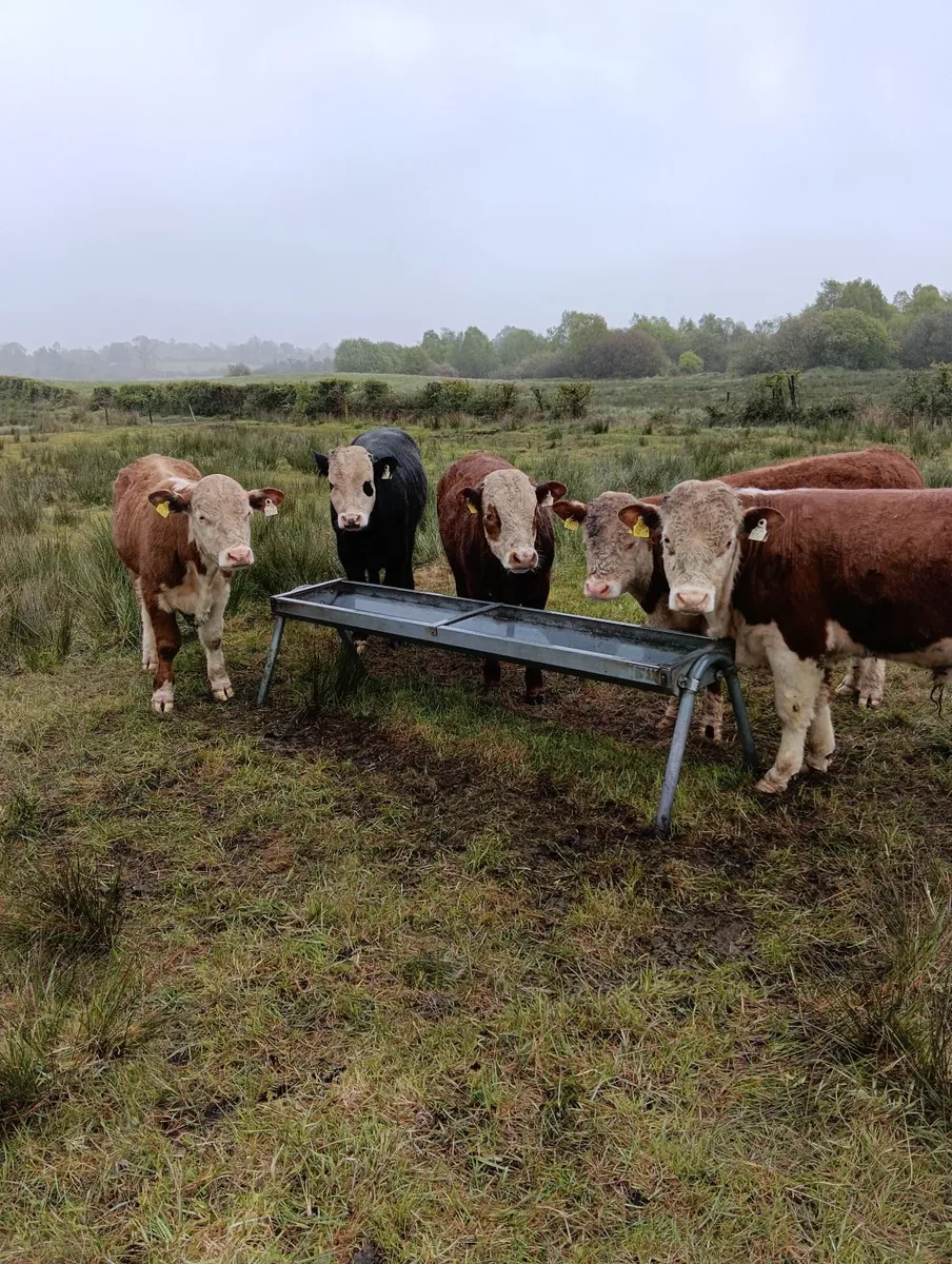 Hereford bulls and limousine beef cow - Image 1