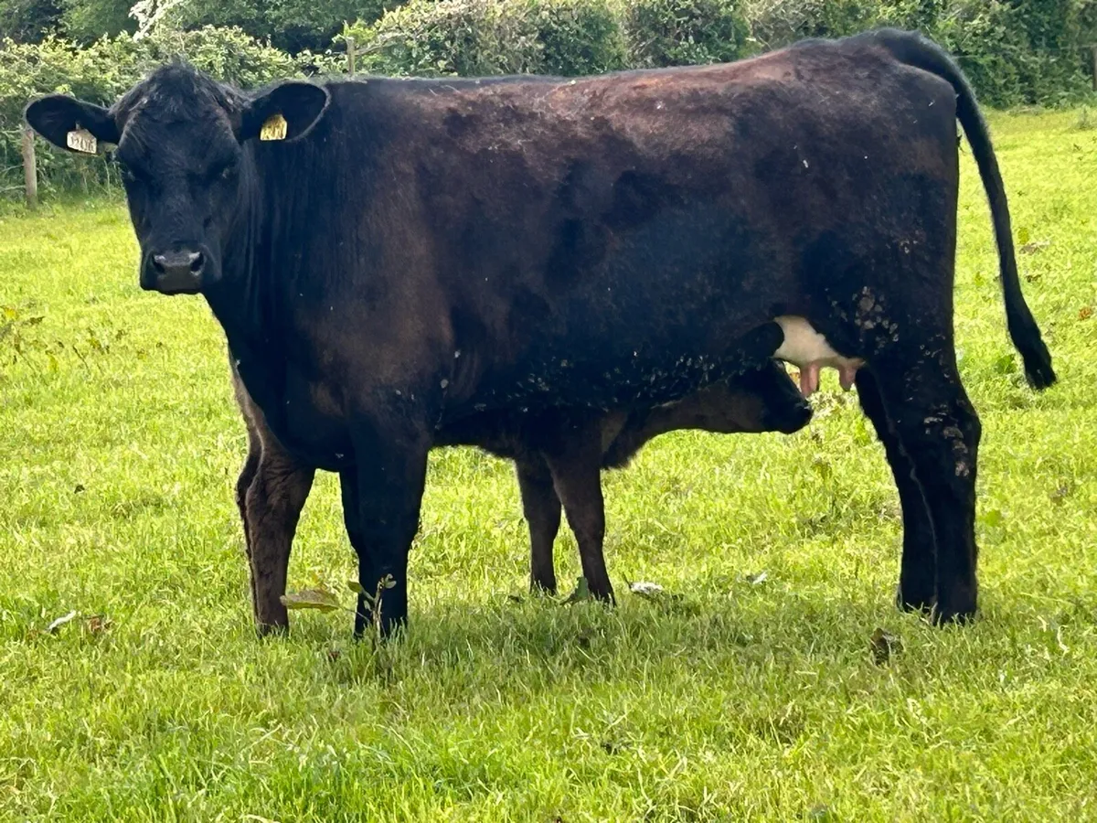 First calved Angus heifer and heifer calf - Image 2