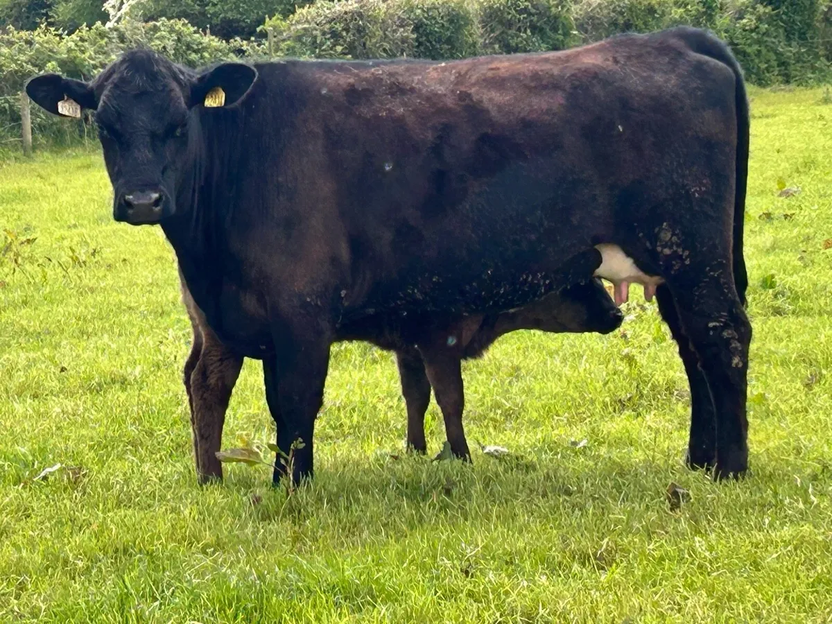 First calved Angus heifer and heifer calf - Image 3