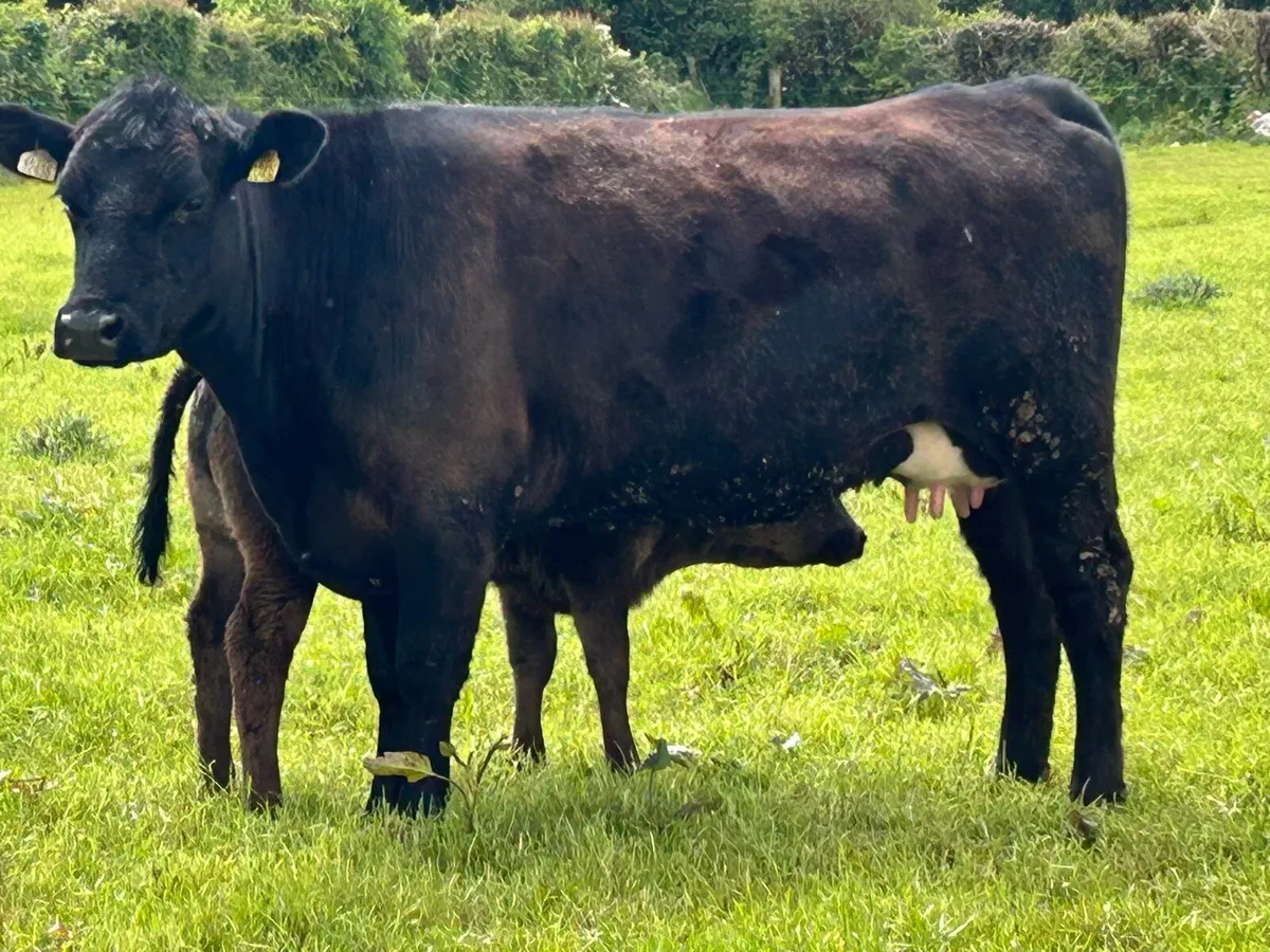 First calved Angus heifer and heifer calf - Image 4