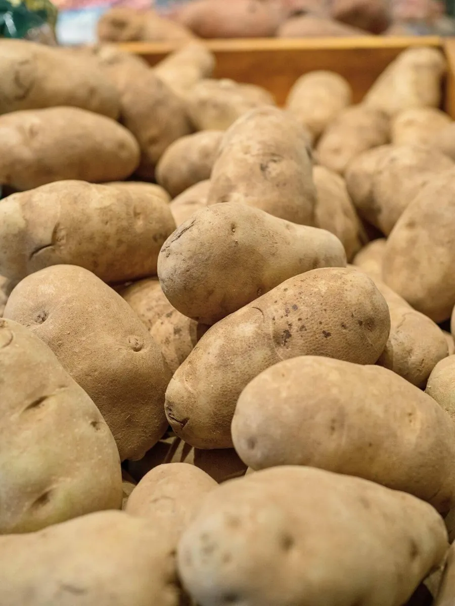 Seed potatoes