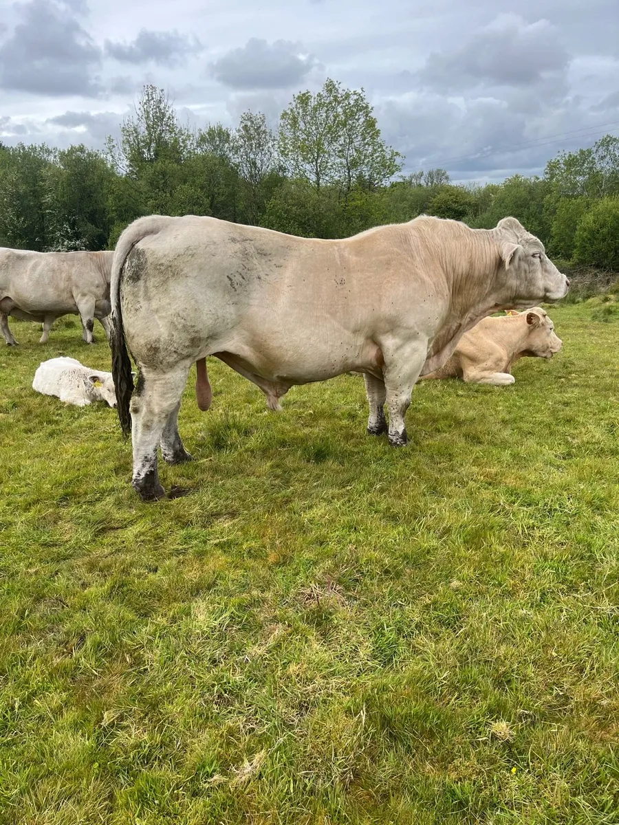 Charolais bull - Image 3