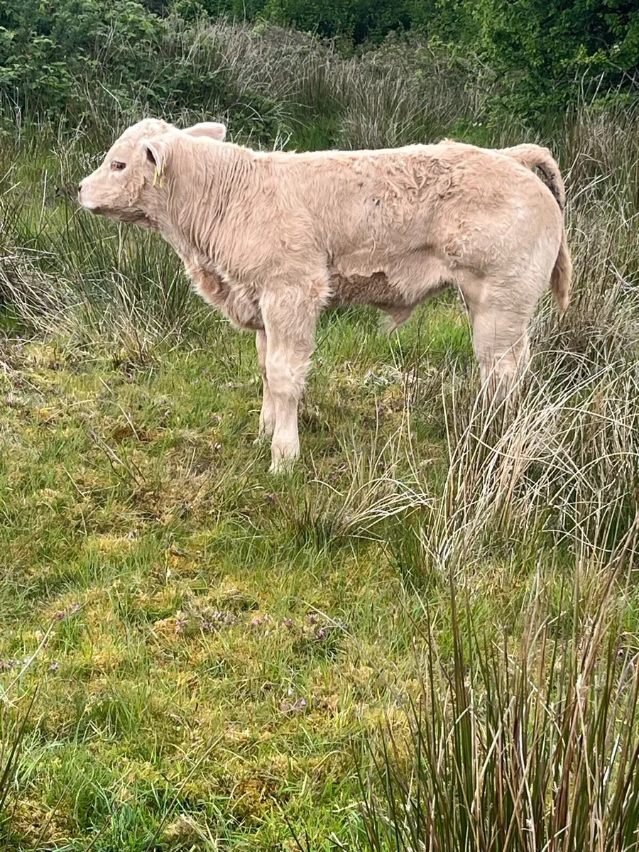 Charolais bull - Image 4