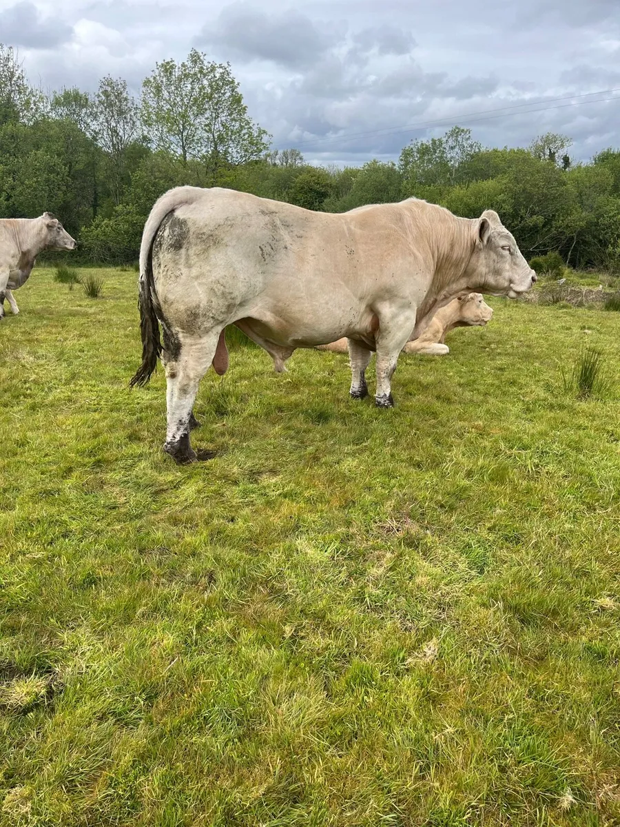 Charolais bull - Image 1