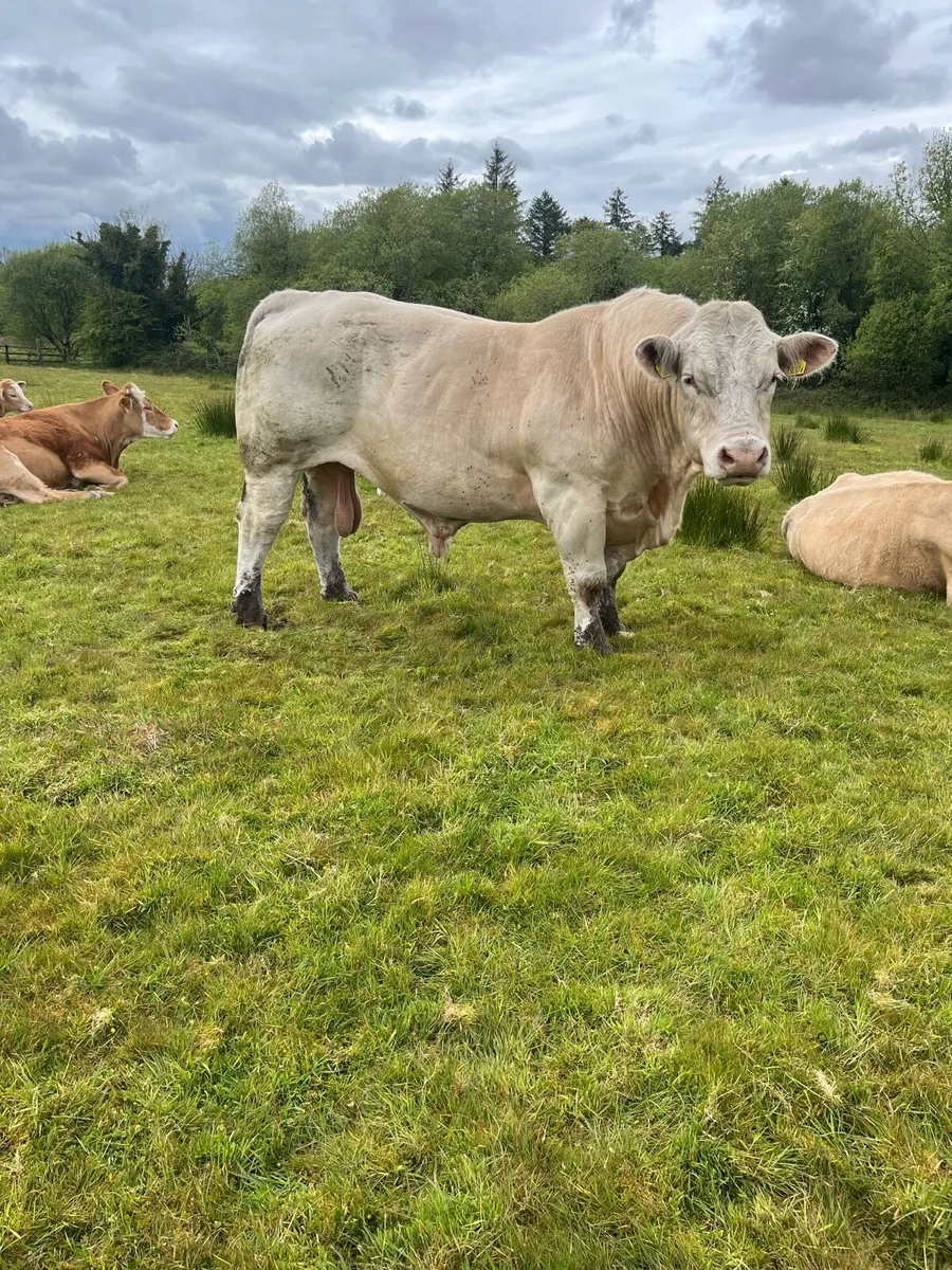 Charolais bull - Image 2