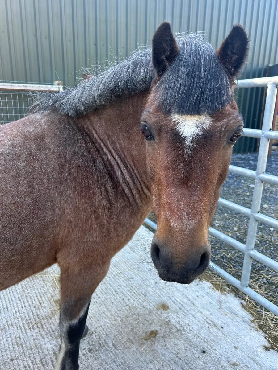 12hh Roan Gelding - Image 2