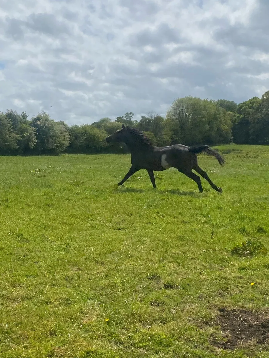 Sport horse - Image 3