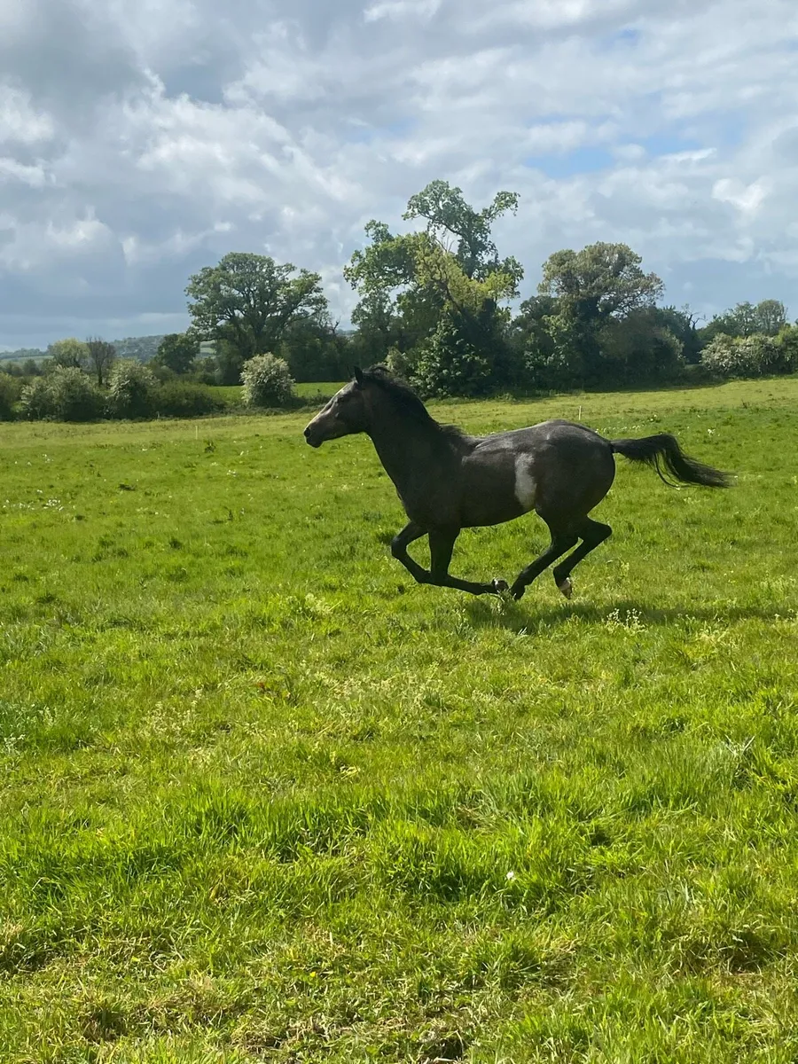 Sport horse - Image 1