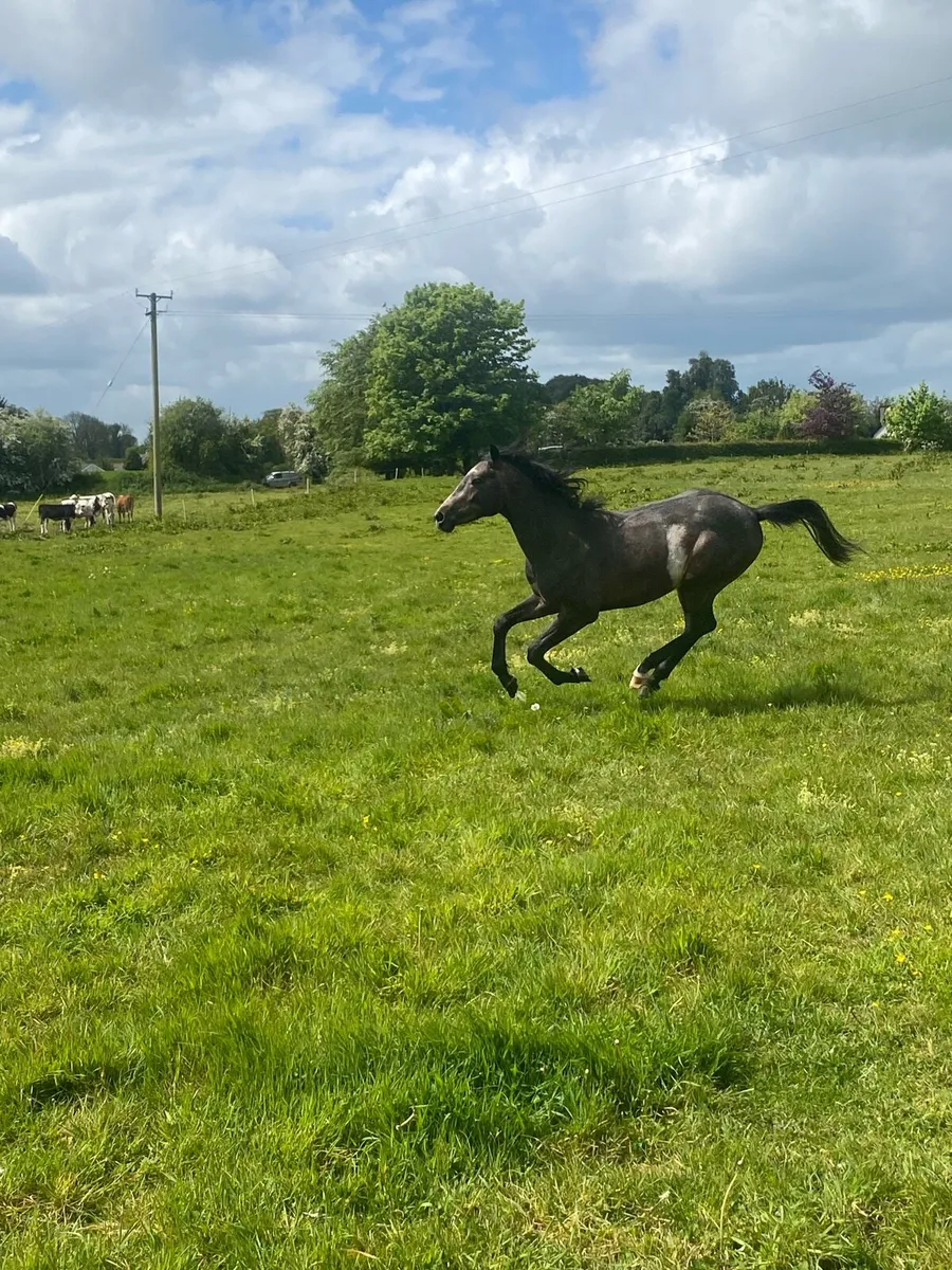 Sport horse - Image 2
