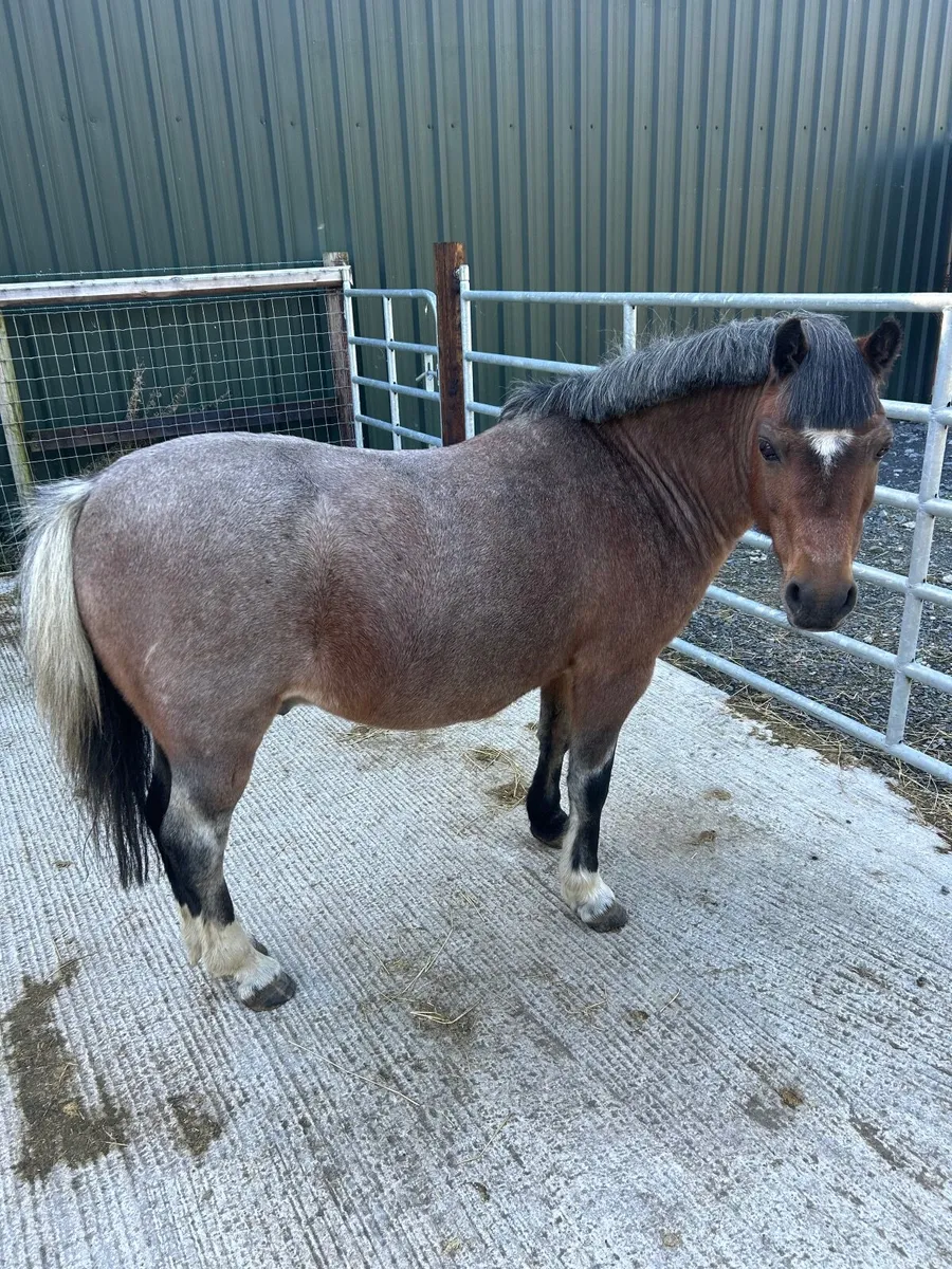 12hh Roan Gelding - Image 3