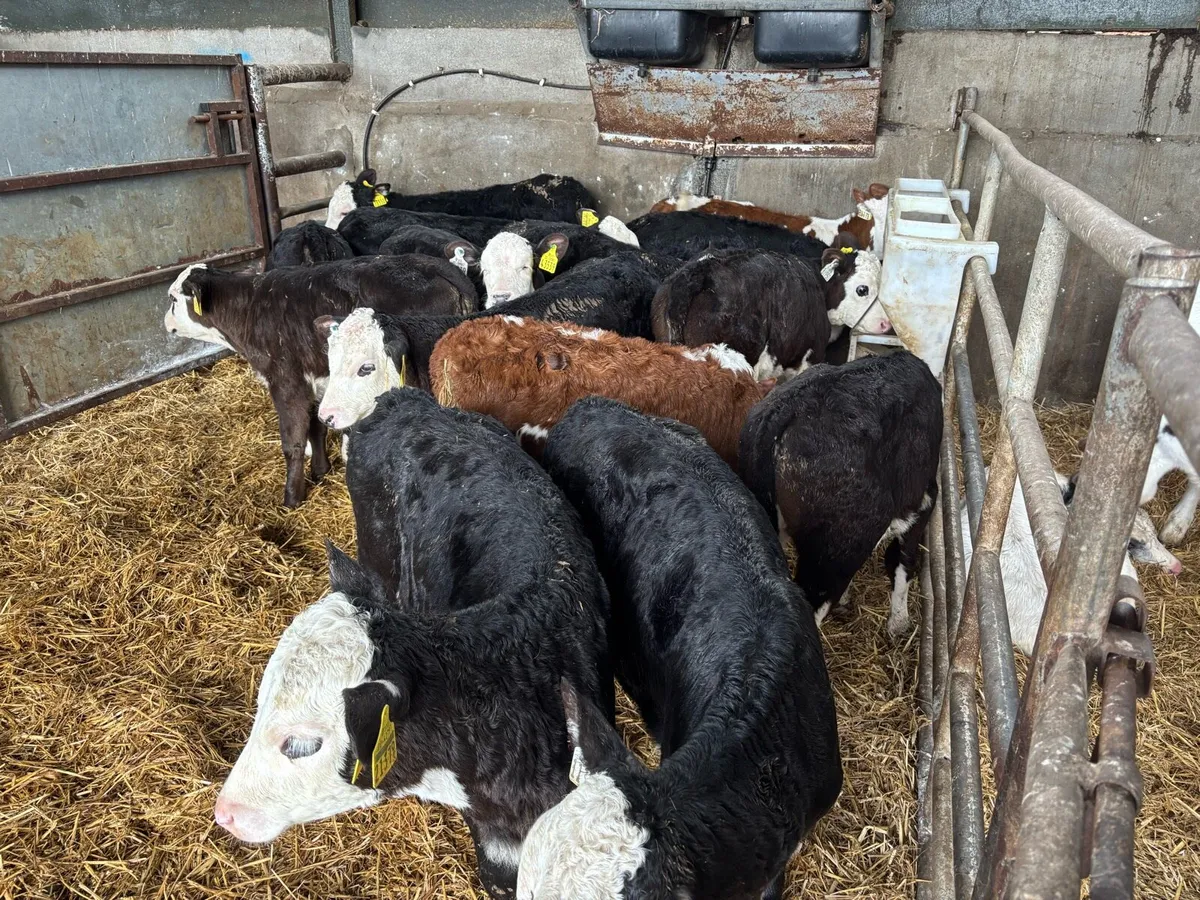 12 super reared Hereford heifers - Image 2