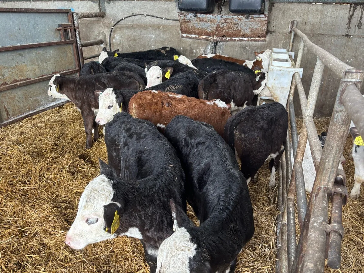12 super reared Hereford heifers - Image 3