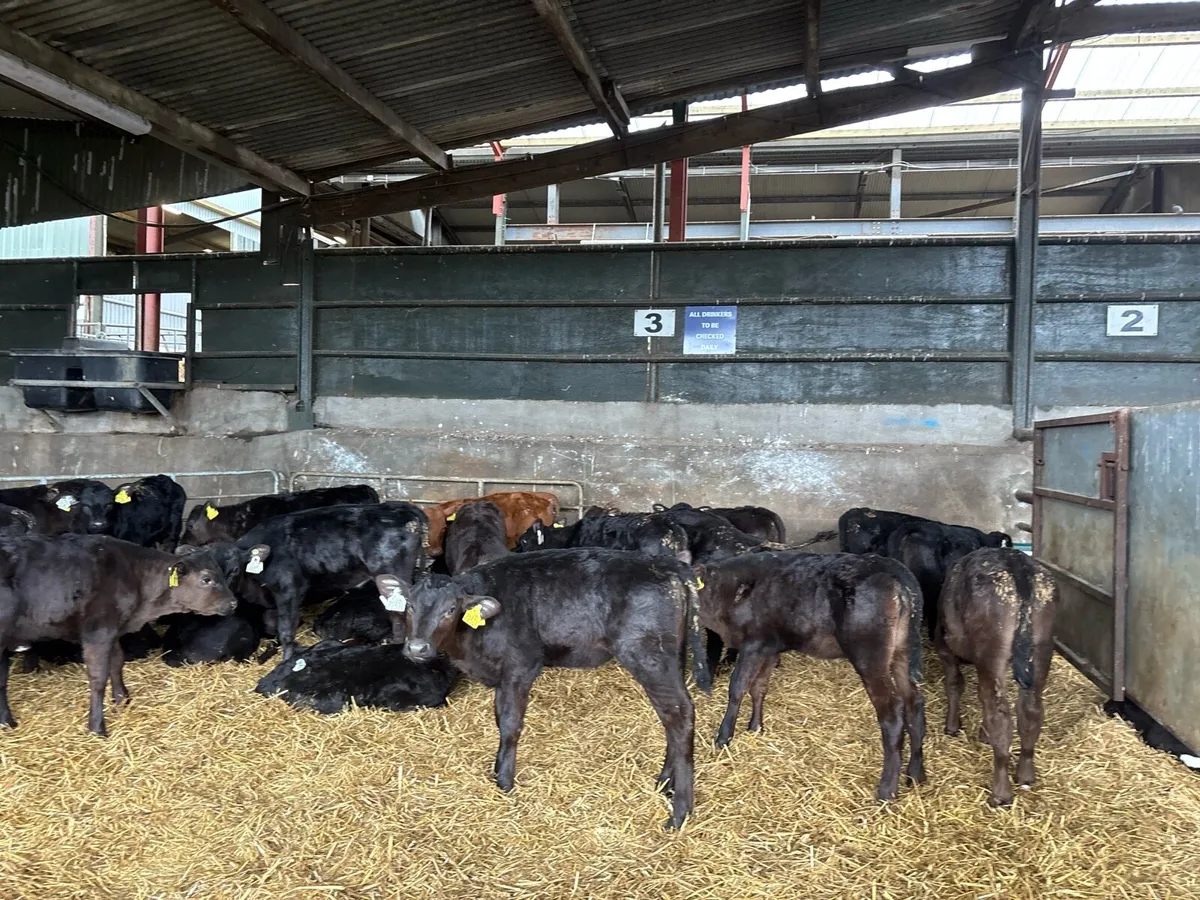 20 reared Angus heifers - Image 1
