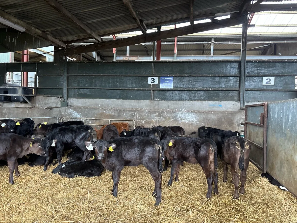 20 reared Angus heifers - Image 2