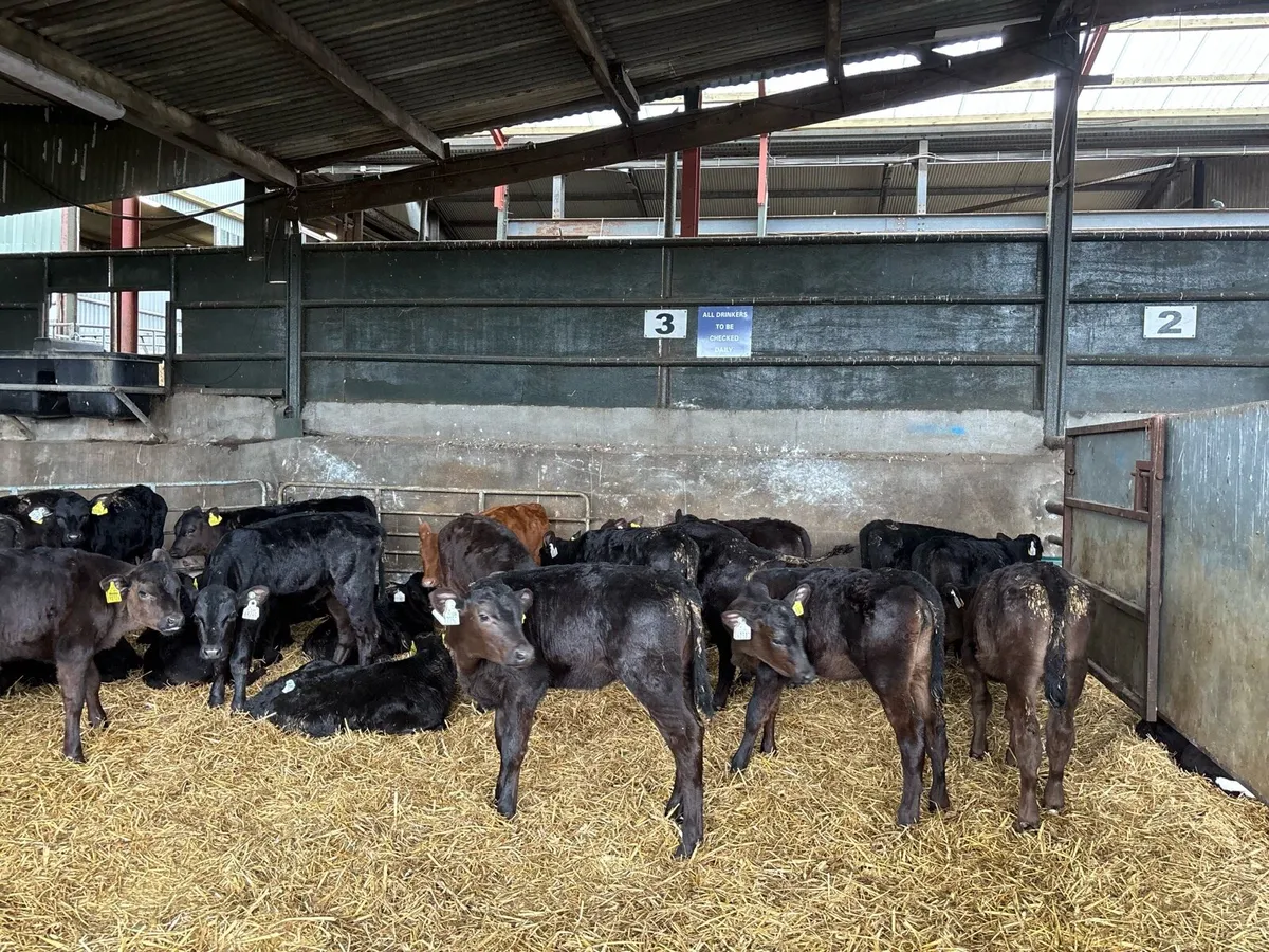 20 reared Angus heifers - Image 3