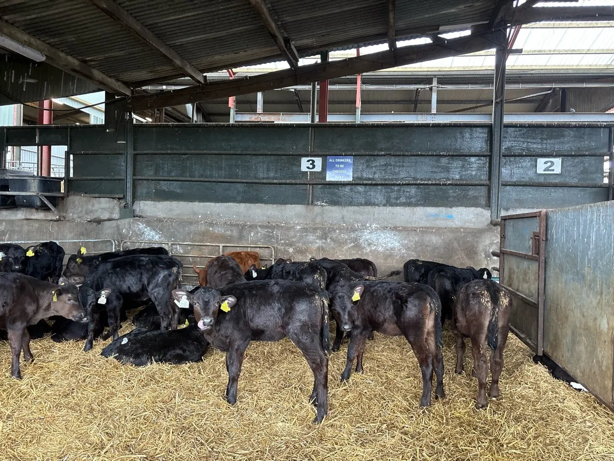 20 reared Angus heifers - Image 4