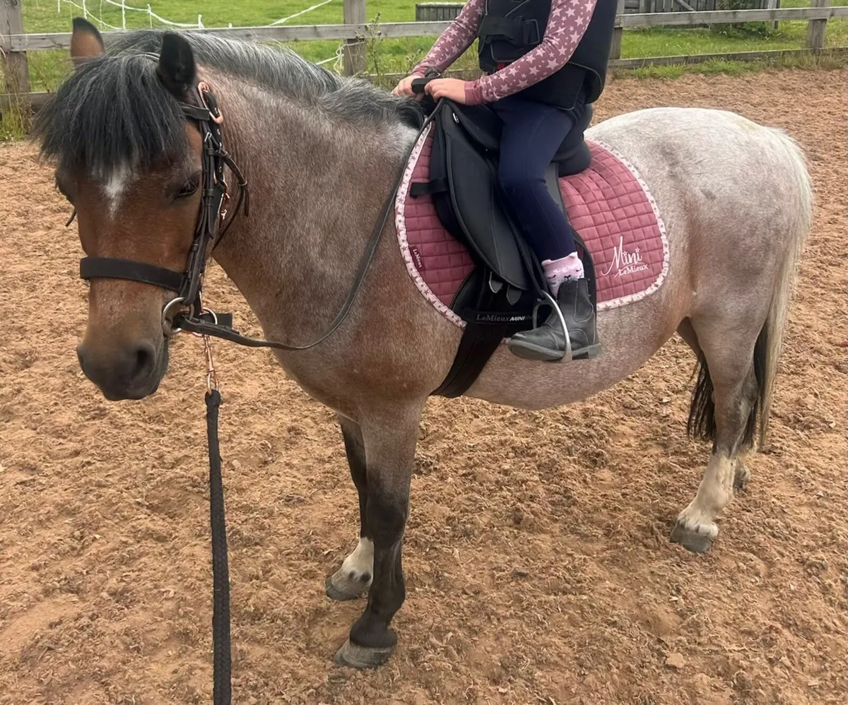12hh Roan Gelding - Image 4