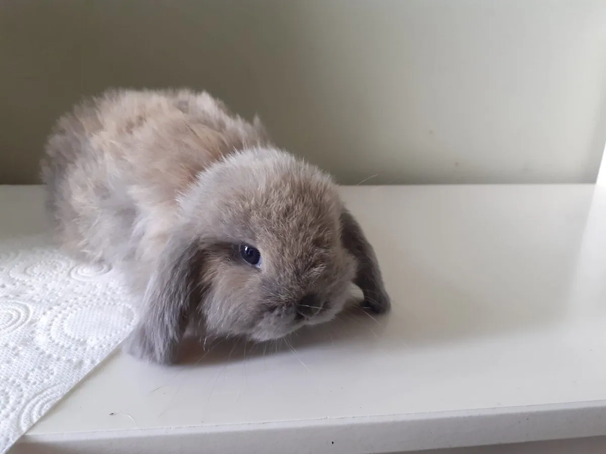 Mini Lop Rabbits - Image 2