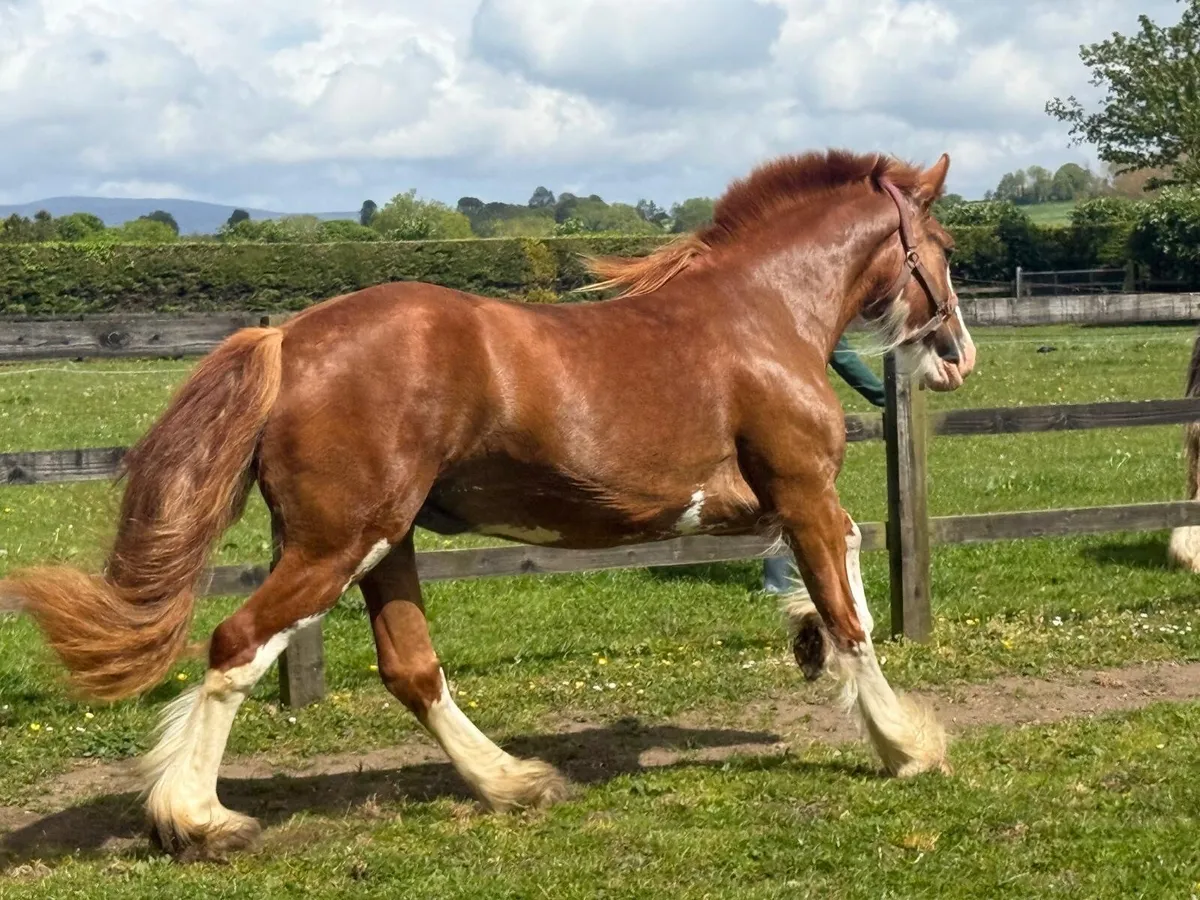 3yr old filly 15hh - Image 2
