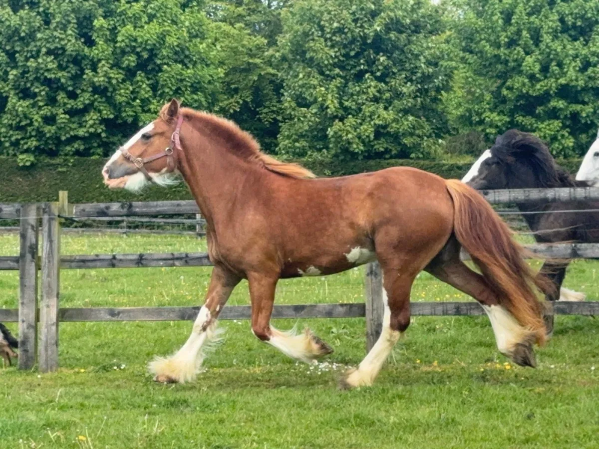 3yr old filly 15hh - Image 3