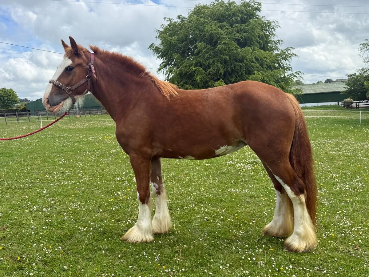 3yr old filly 15hh - Image 4
