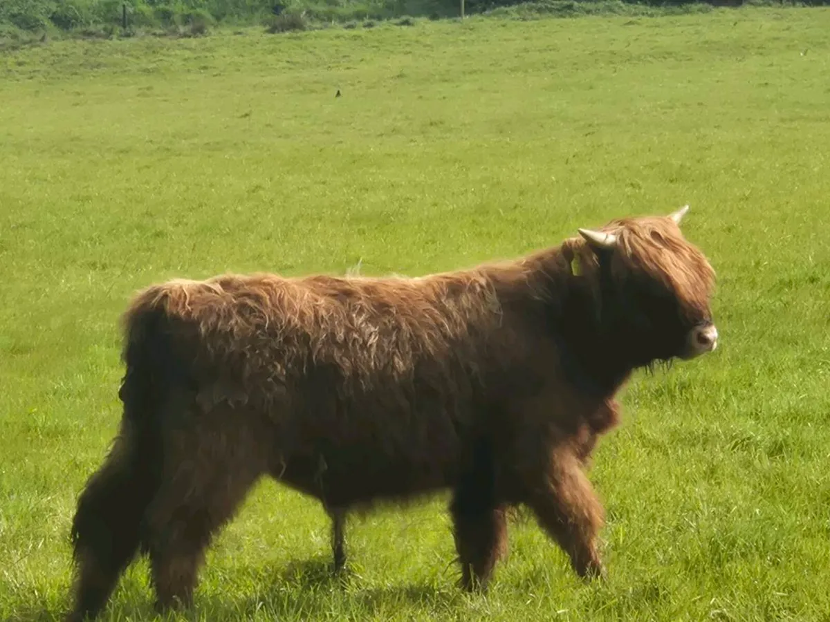 Highland bulls - Image 2