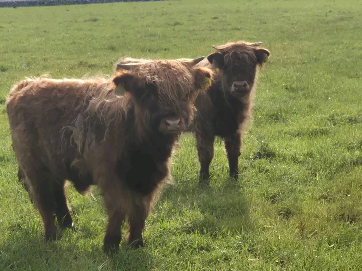 Highland bulls - Image 3