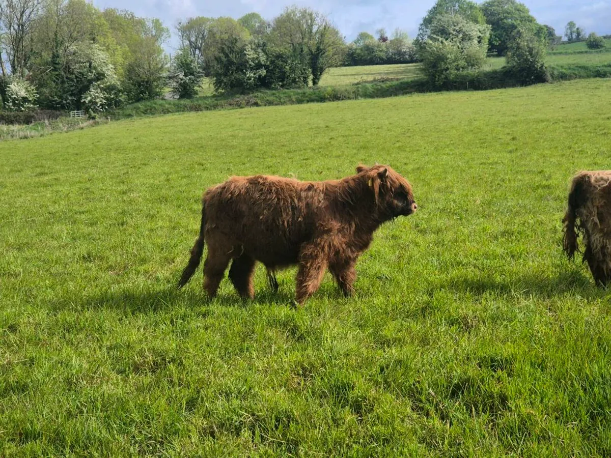 Highland bulls - Image 4