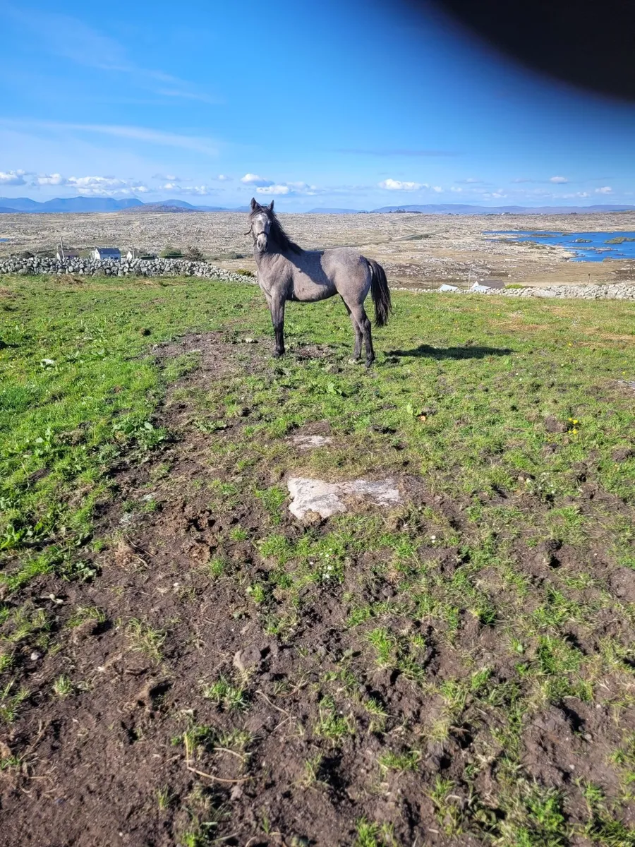 Ponies - Image 1