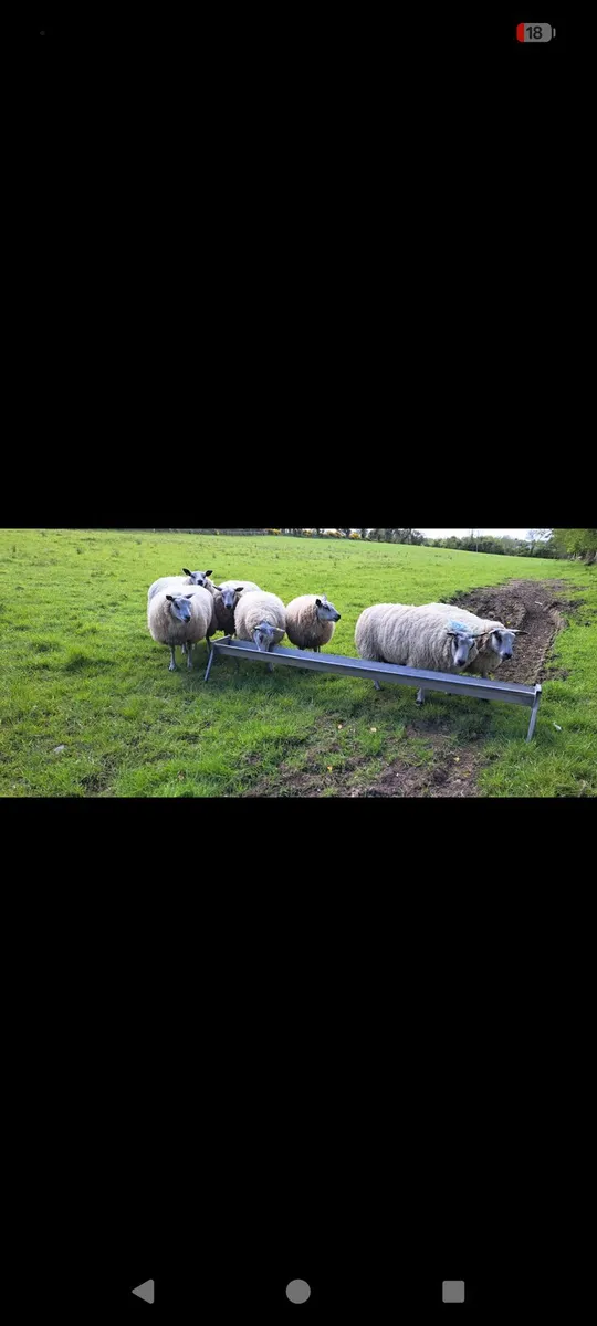 Hoggets - Image 1