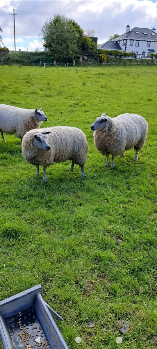 Hoggets - Image 2
