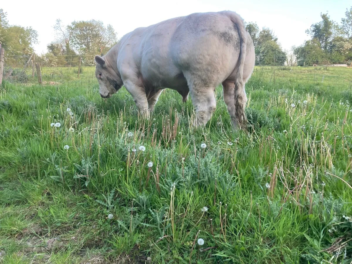 Pedigree Charolais  4.8% - Image 4