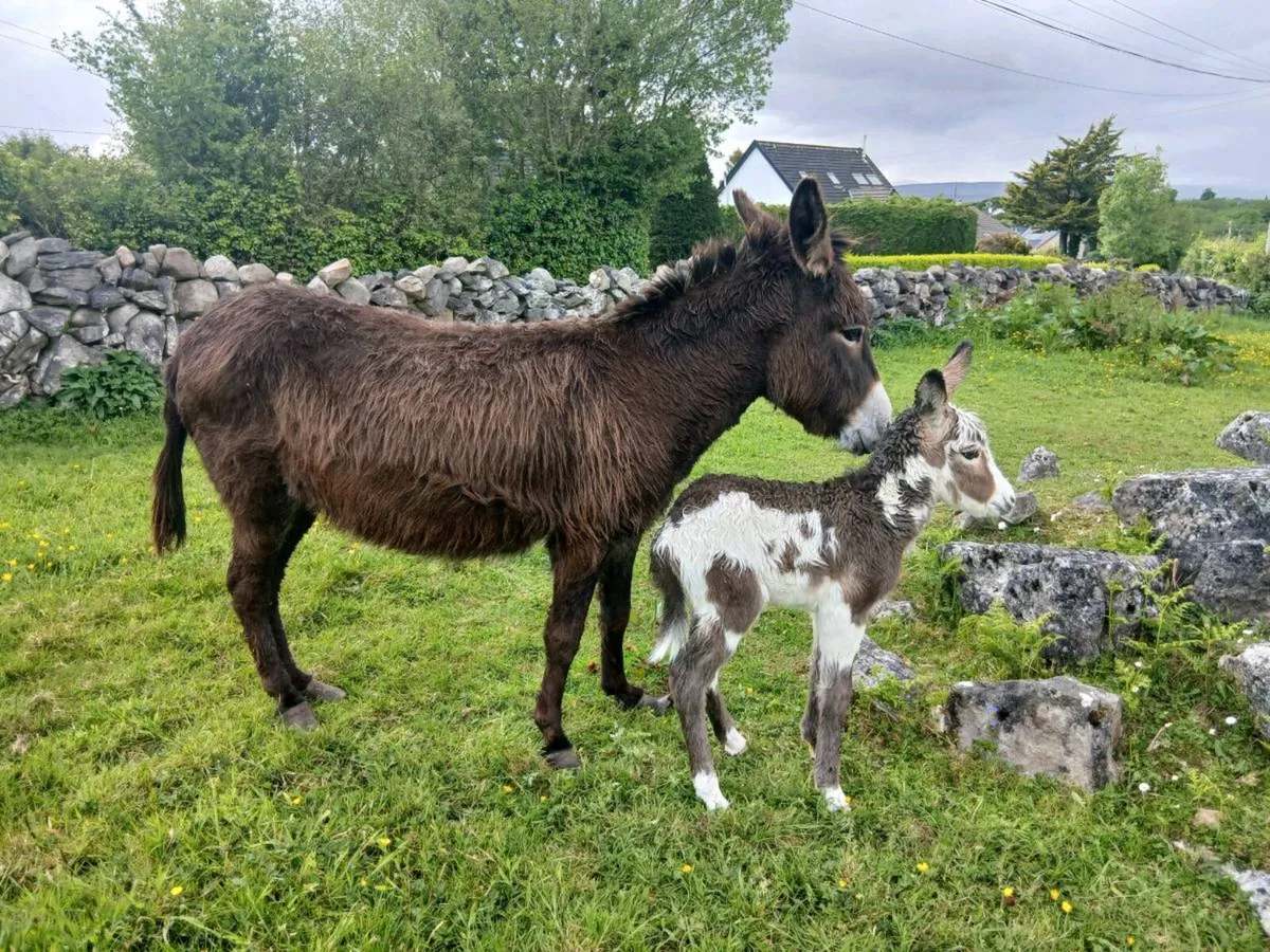 Female Donkey with Female Foal - Image 1