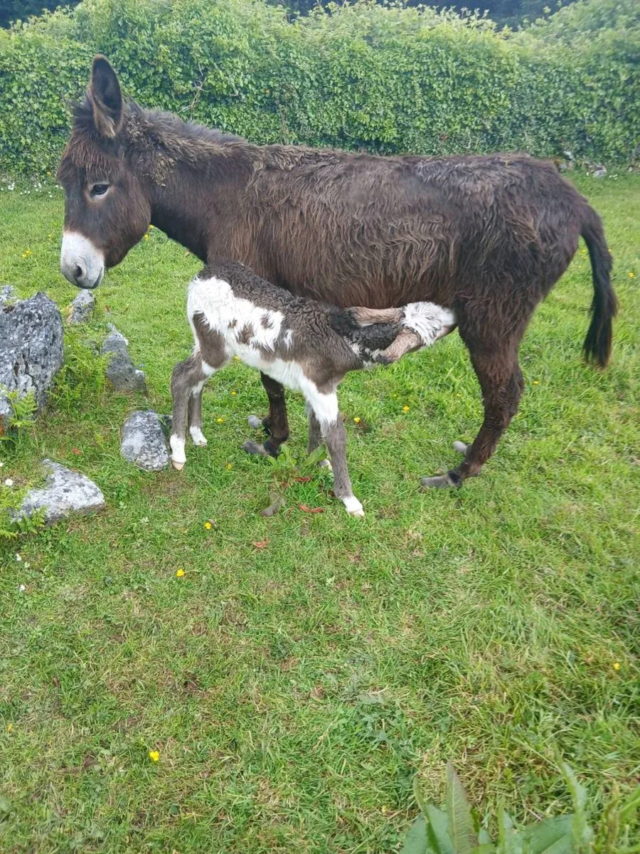 Female Donkey with Female Foal - Image 2