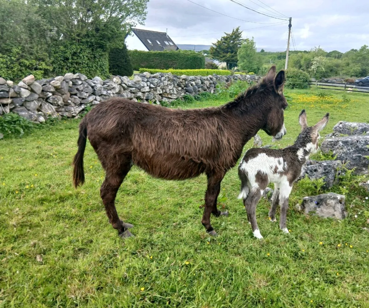 Female Donkey with Female Foal - Image 3