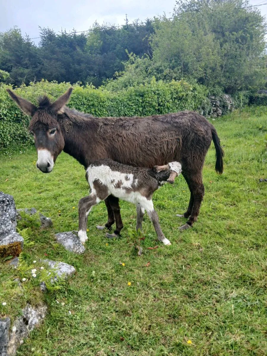 Female Donkey with Female Foal - Image 4
